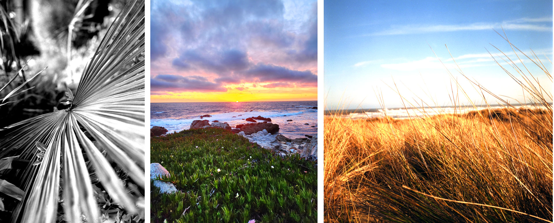 Nicole Pahl Photography